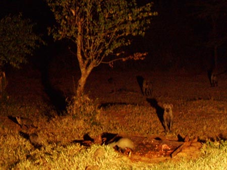 Las hienas acuden al hotel en busca su cena, pero antes es el turno de los gatos
